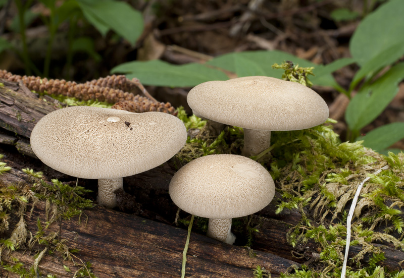 Polyporus ciliatus